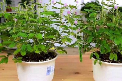 含羞草的养殖方法,要让土壤处于湿润但不产生积水的状态