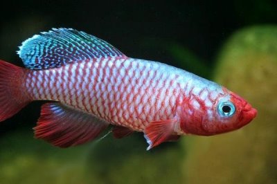 粉红佳人鳉鱼好不好养,饲养难度较小