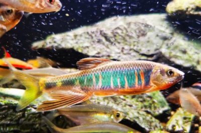 宽鳍鱲和马口鱼有什么区别，宽鳍鱲的胸鳍有黑色斑点