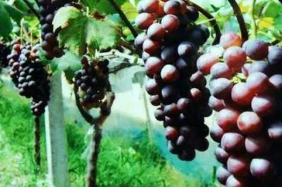 葡萄肥水管理知识，谨记以下4点