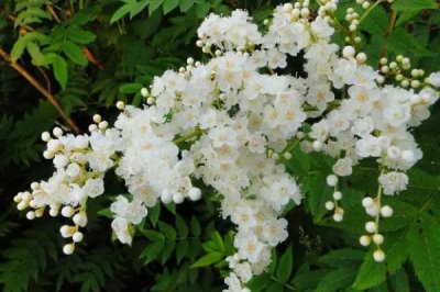 养殖珍珠梅要注意什么，单株栽植要时常浇水