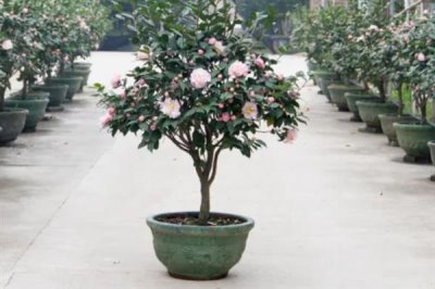 四季香妃茶花的开花次数，一年只开一次花