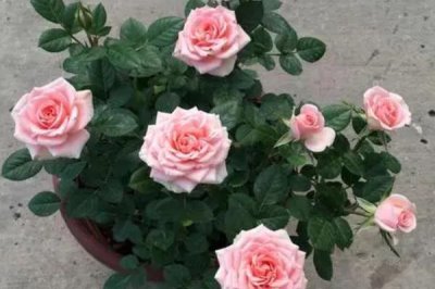 钻石玫瑰的花语是什么,花语是爱情的永恒与珍贵