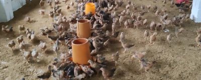 给小鸡喂食的注意事项，首次喂料适宜在鸡群饮水后2-4小时进行