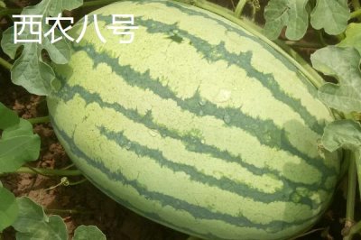 大型西瓜品种,这些品种最大可达40斤