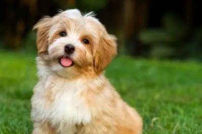 狗贫血是什么，是指红细胞或血红蛋白出了问题