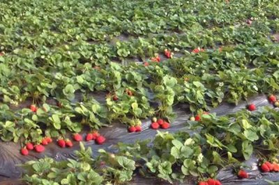 四季草莓种植技术，一般在春季或秋季栽植