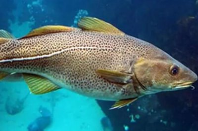 深海鱼有哪些，常见的有带鱼、鳕鱼、金枪鱼等