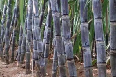 水果甘蔗怎么管理,每年要培土3-4次