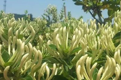 金银花怎么防治杂草,每年中耕除草3-4次