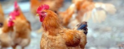 养鸡喂什么食物,肉虫、蚯蚓、黄粉虫等都是很好的食物