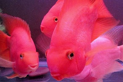 鹦鹉鱼有毒吗,鹦鹉鱼本身不含有毒素