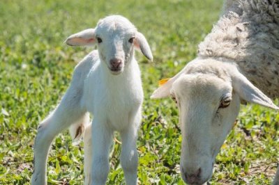 养羊的基本知识,需注意饲养、水源和发情周期等