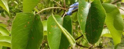 梨树赤星病流行的原因，可能是气候因素或寄主植物增加等