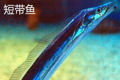 带鱼是什么鱼，因体型侧扁如丝带而得名