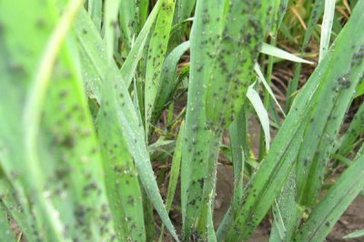 小麦苗期叶片发黄干枯的原因,可能是温度不适或土壤干旱所致