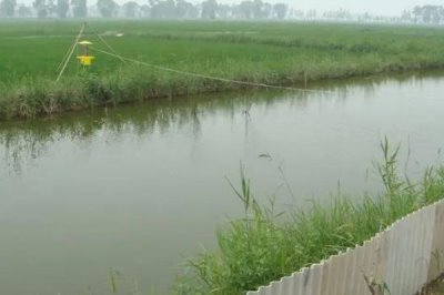 优质泥鳅品种,真泥鳅最为常见