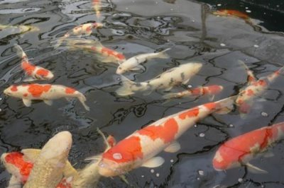 锦鲤身上有白霜如何解决,可单独饲养并用杀菌药物浸洗治疗