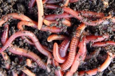 蚯蚓养殖的生长周期,平均为3个月