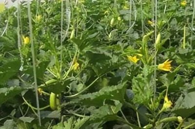 西葫芦畸形瓜怎么防治,调节温度可减少畸形瓜的数量