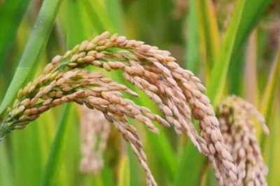 钢两优167水稻品种的特性,4月中旬至5月上中旬播种