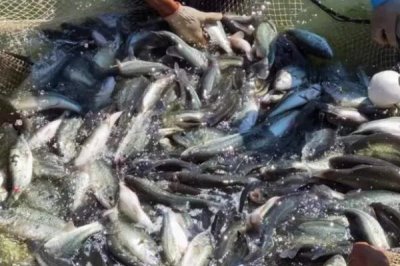 淡水鲈鱼如何养殖,需根据水色和透明度及时加注新水