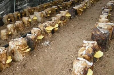 种植桑黄的利润和风险,效益可观但一些企业会进行欺骗经营