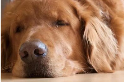 狗得了结石怎么办，结石较小且症状不严重可选择药物治疗