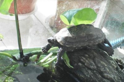 小乌龟如何养，不要让它时时刻刻泡在水里