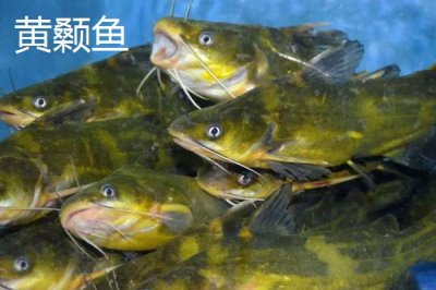 7号伊豆钩适合钓多大的鱼,最大拉力值可达到5千克