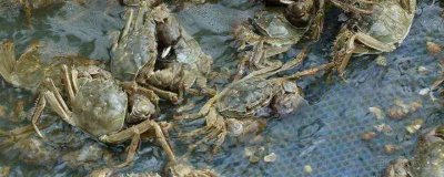 螃蟹养殖的条件，要为其提供新鲜的食材