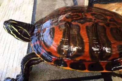 火焰龟养几年才可以生蛋,由自身体质和饲养环境决定