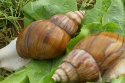 白玉蜗牛养殖技术,冬天必须加以适当的保温