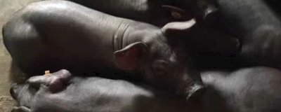 太湖母猪配什么猪种，要根据养殖者的需求来决定