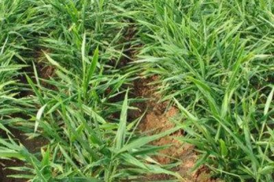 大姜死棵严重怎么防治,可采取培土、杀菌、施肥等措施