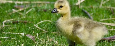 小鹅的食物，用菜叶搭配碎米饲喂雏鹅