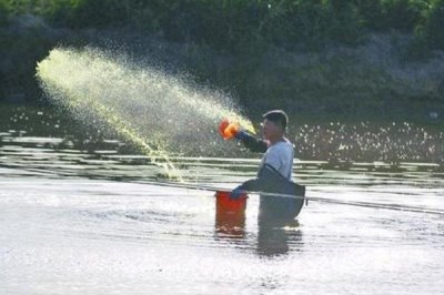 青鱼的养殖技术,培育好饵料之后再开始进行放养