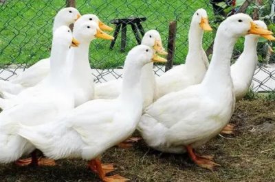鸭子圈养技术,选择优良的品种是关键