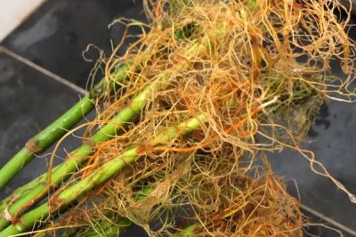 富贵竹根发黑的原因和处理方法，可能是长期未换水或感染病菌所致