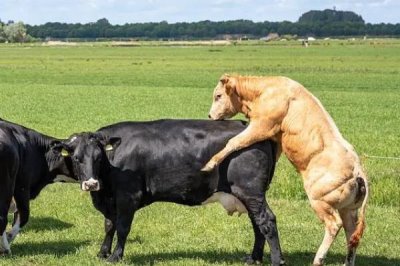 牛的繁殖方法,可进行人工或自然配种