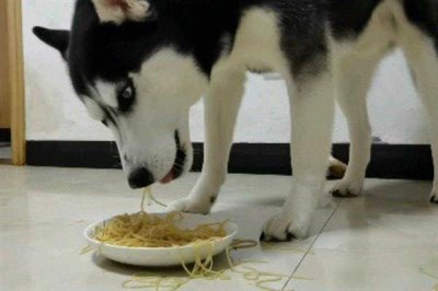 哈士奇当土狗养会不会死,一般不会死