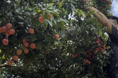 御金球荔枝品种的特性,生长势较强且裂果率低