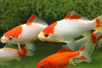 草金鱼适合和什么鱼混养,可以和锦鲤鱼、锦鲫鱼等混养