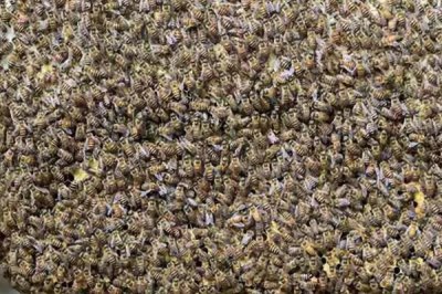 四川中蜂何时秋繁,秋繁时间集中在流蜜期