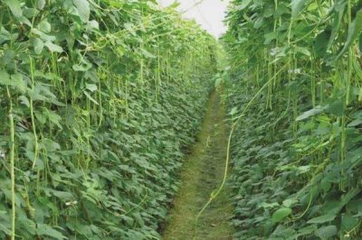 豇豆的田间管理技术,初生叶出现时应查苗补苗