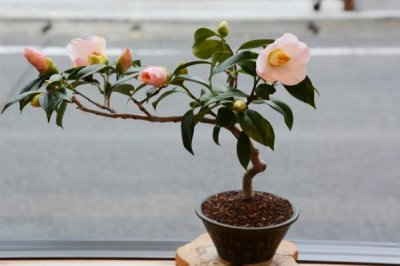 四季香妃茶花的开花次数，一年只开一次花