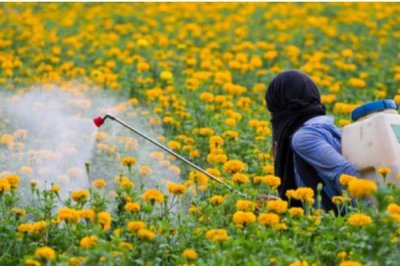 如何防治菊花黑斑病，养殖过程中要定期更换盆土