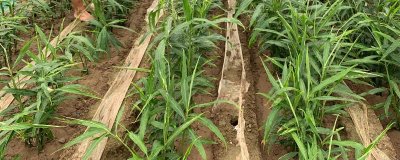 大姜能和什么植物套种,可套种大蒜、麦田等