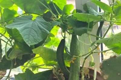 家庭版黄瓜种植技巧,一年四季均可播种