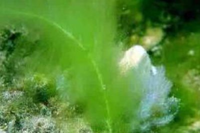 鱼缸的水会变绿的原因,可能是光照过多或过度施肥等